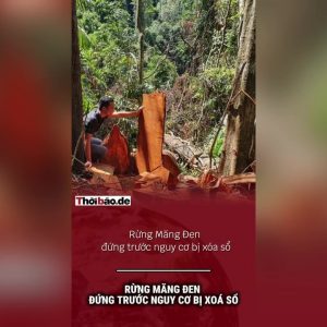 Rừng Măng Đen đứng trước nguy cơ bị xóa sổ