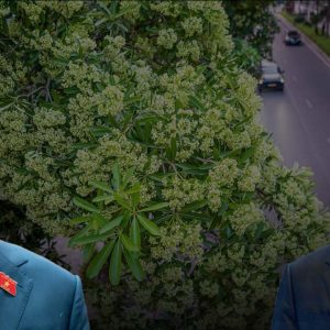 Quy hoạch trồng cây hoa sữa tại Hà Nội: Tầm nhìn đô thị hay bài học „làm rồi sửa“?